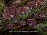 Violettblättriger Zwergknäueling1